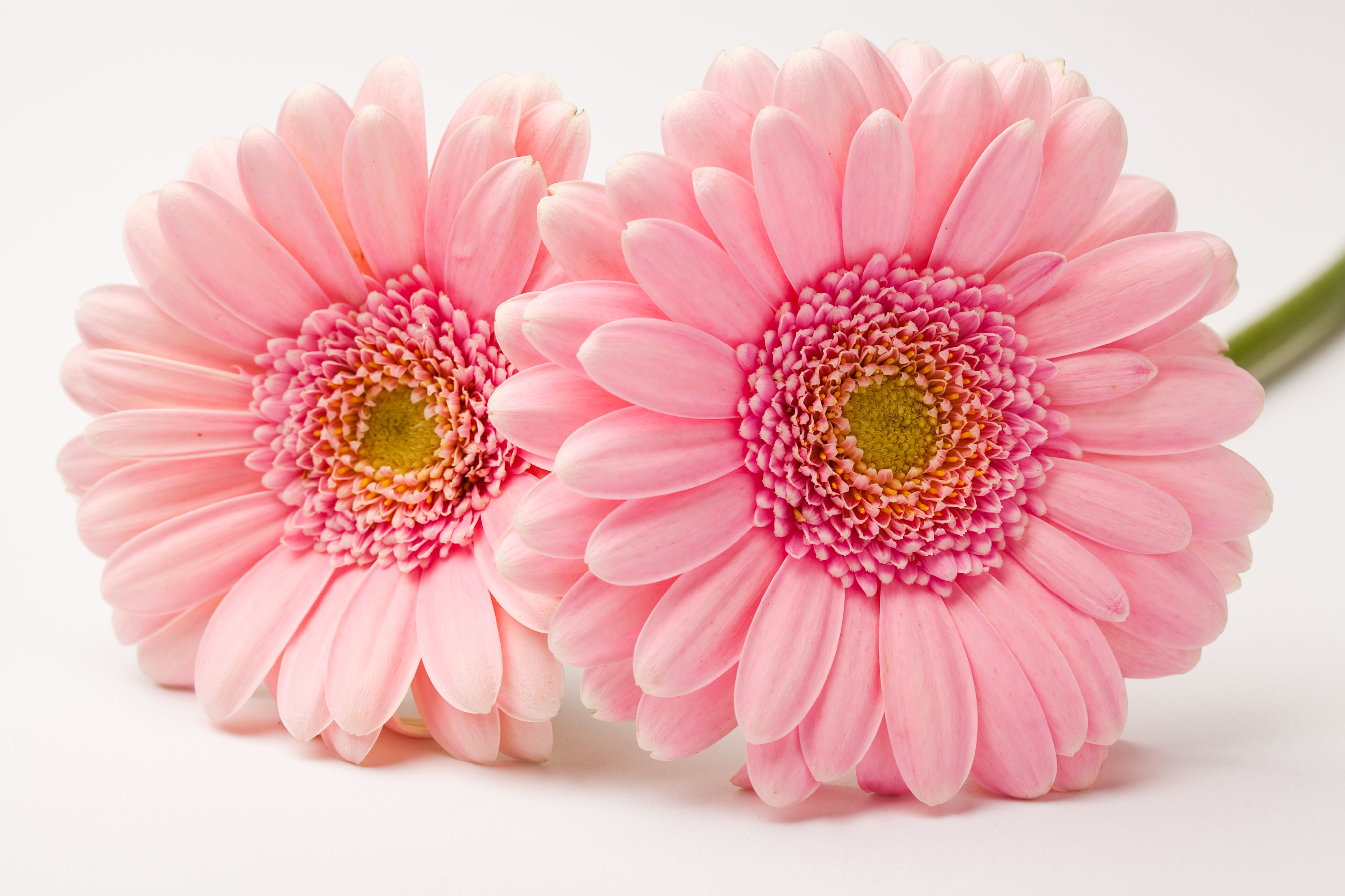 ロマンチックガーデン Shop All – Romence Gardens & Greenhouses