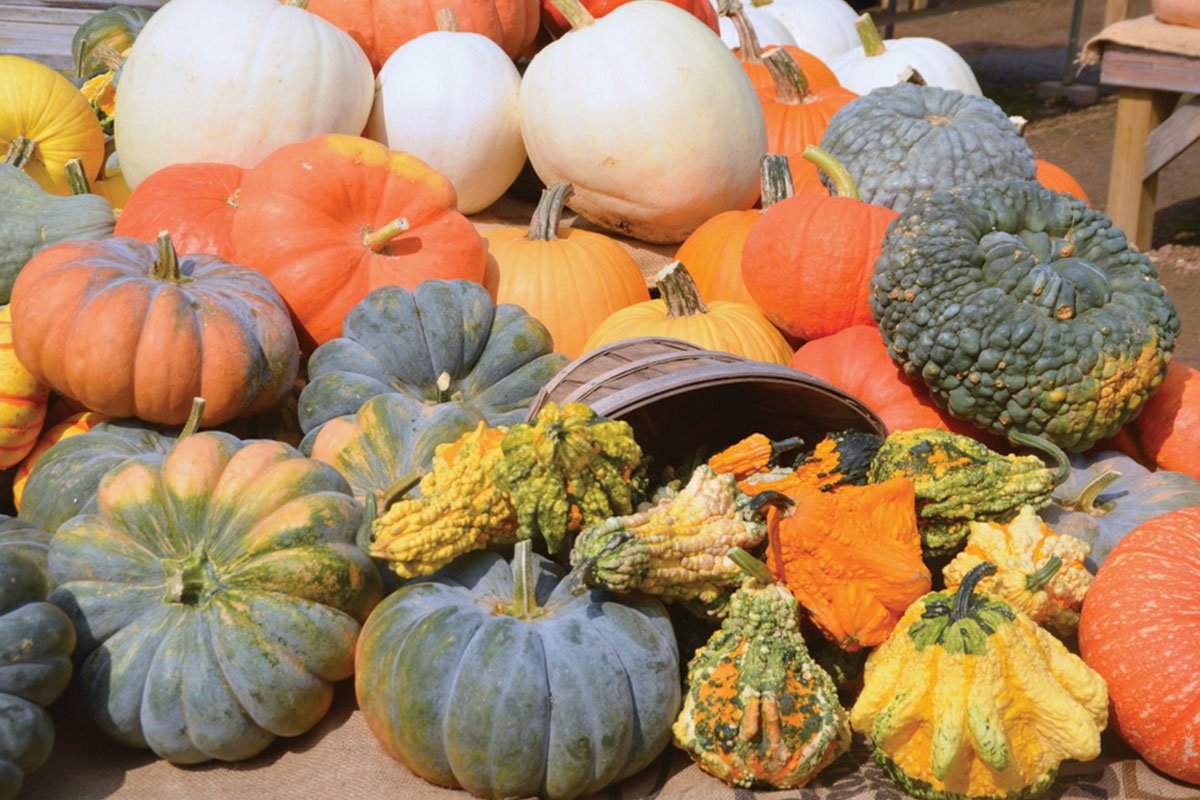 Halloween pumpkins and gourds