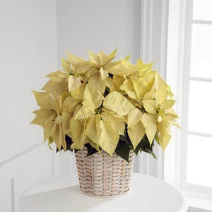 White Poinsettia