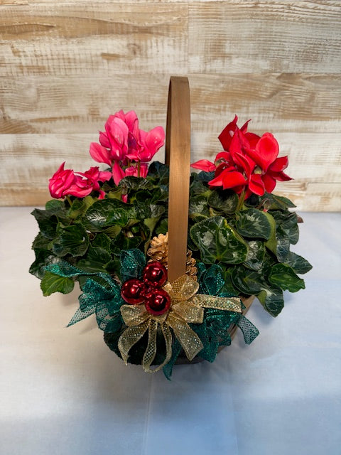 Cyclamen (mixed color) in Basket