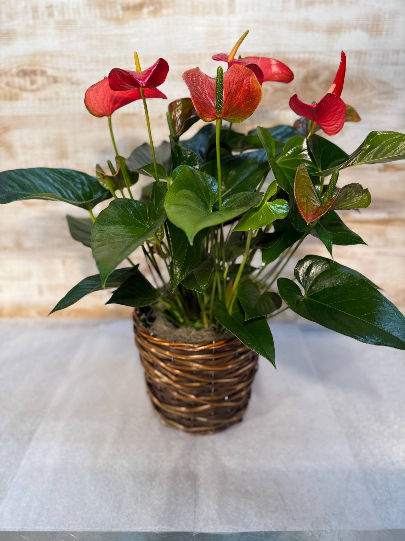 Anthurium