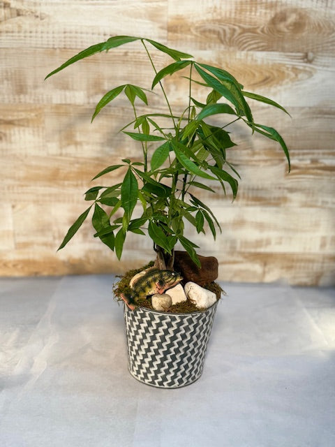 Mexican Fortune Tree w/ Fish Pick