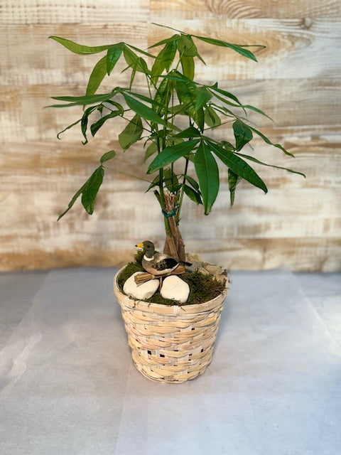 Mexican Fortune Tree w/ Duck Pick