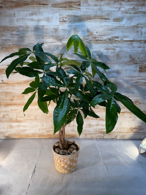 Mexican Fortune Tree - Large
