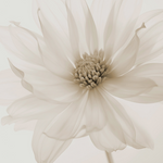 White & Neutral